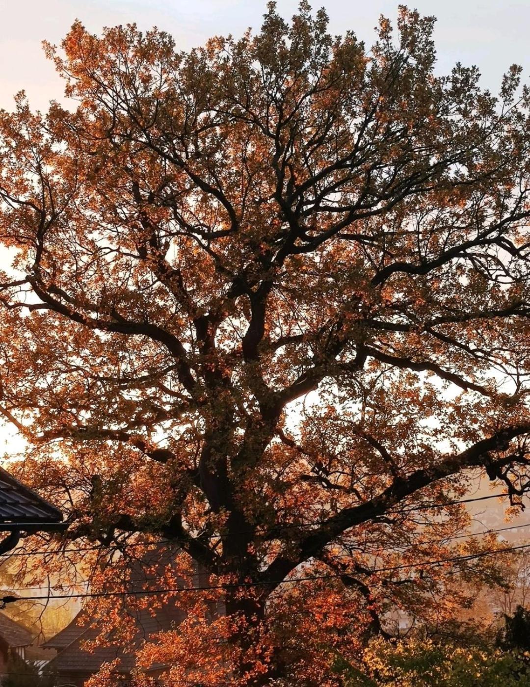 The Little Oak - Tiny House With Bed On Mezzanine & Terrace - From 1 To 4 P Disney, Paris & Cdg Pomponne Kültér fotó